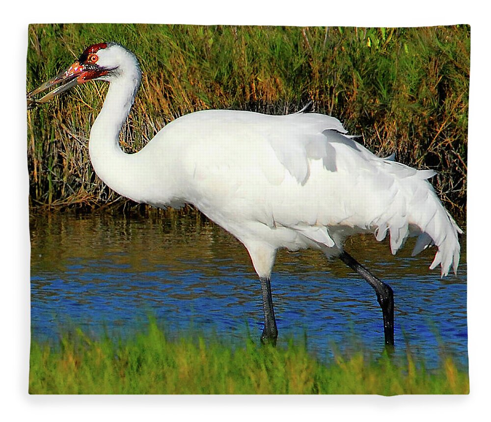 Whooping Fleece Blanket featuring the photograph Whooping Crane by Ted Keller