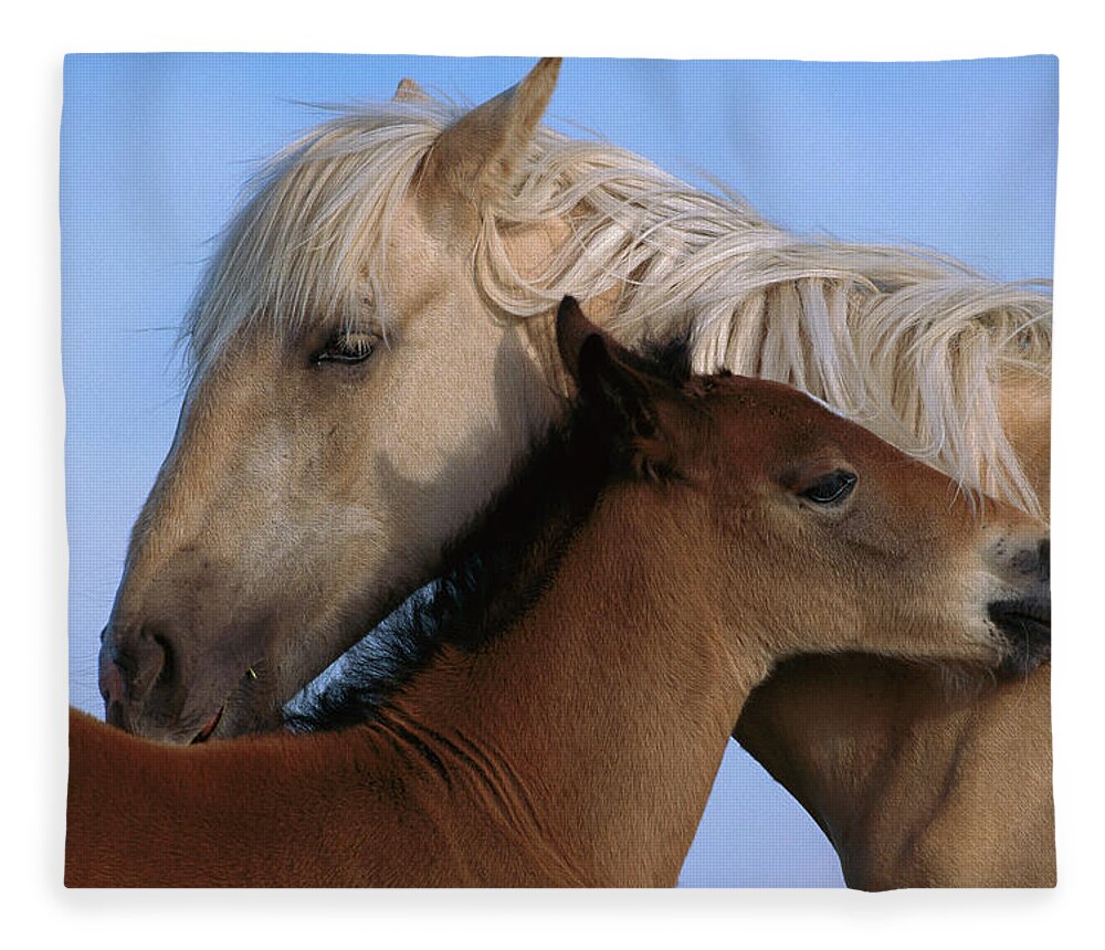 00340033 Fleece Blanket featuring the photograph Wild Mustang Filly and Foal by Yva Momatiuk and John Eastcott