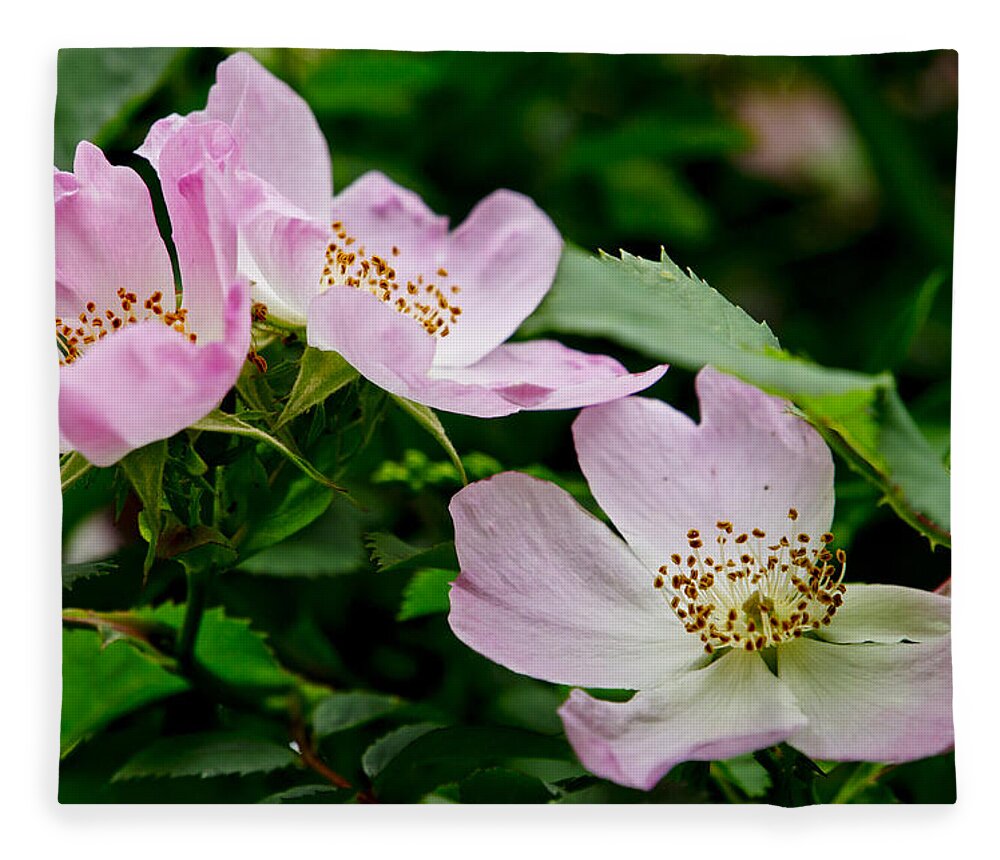 Wild Roses Fleece Blanket featuring the photograph Wild Roses. Adagio. by Elena Perelman