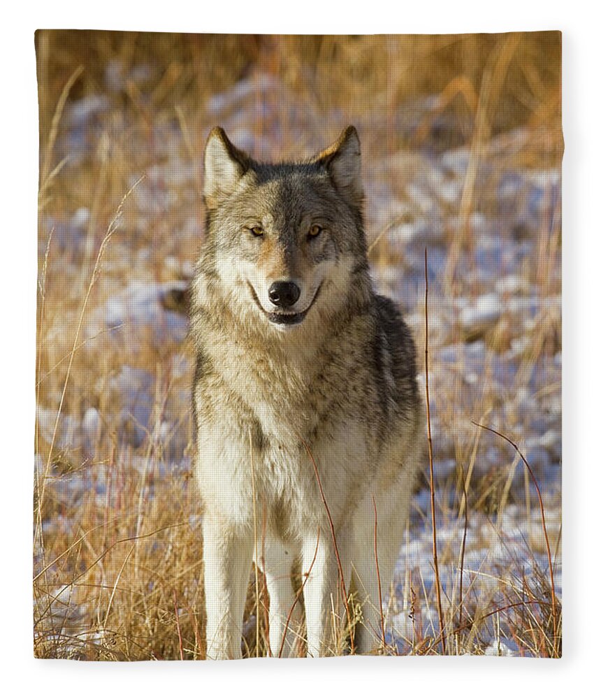 Nature Fleece Blanket featuring the photograph Wild Wolf Portrait by Mark Miller