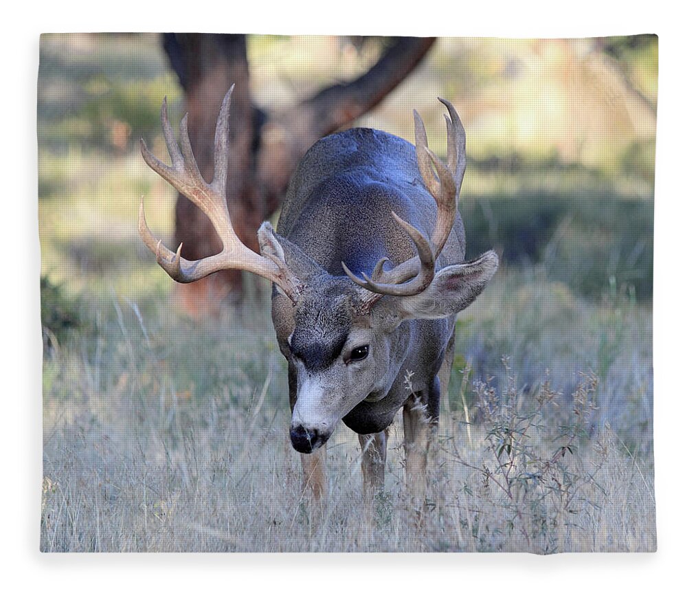 Mule Deer Fleece Blanket featuring the photograph Wildlife Wonder by Shane Bechler