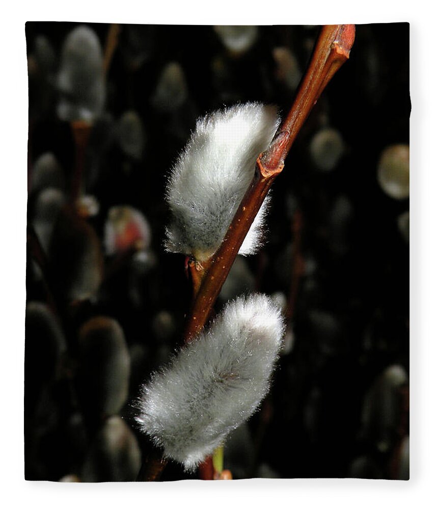 Pussy Willow Fleece Blanket featuring the photograph Willow by Trish Tritz