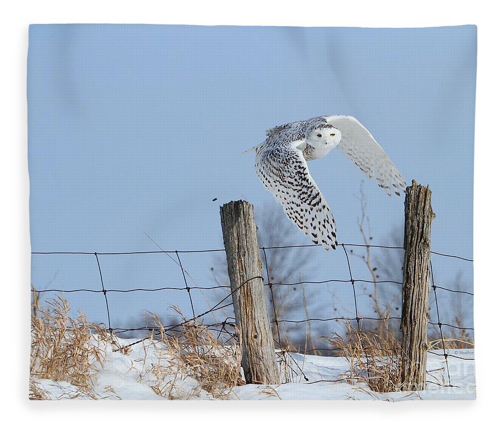 Snowy Owls Fleece Blanket featuring the photograph Windswept glory by Heather King