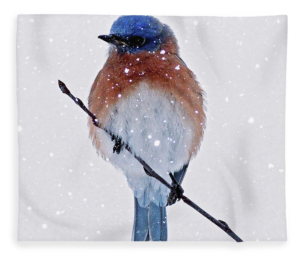 Bluebird Fleece Blanket featuring the photograph Winter Bluebird by Jackson Pearson
