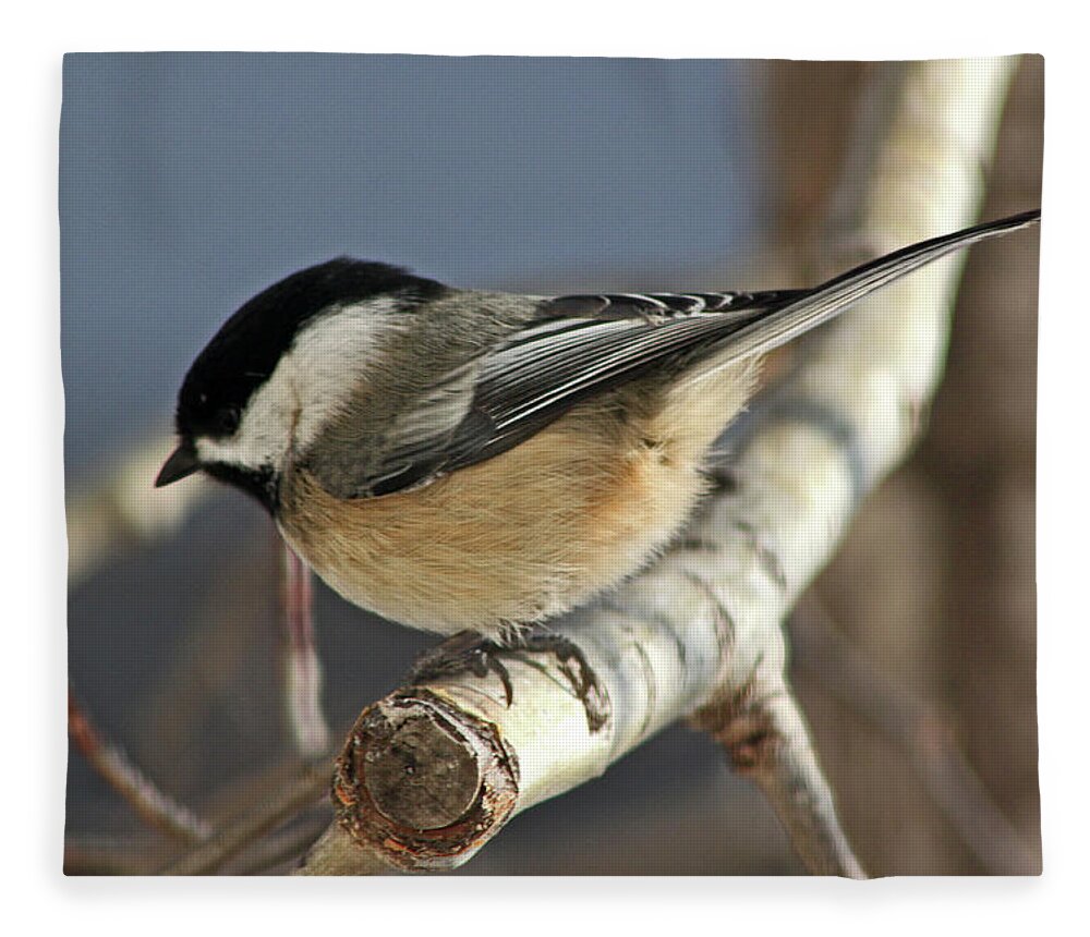 Birds Fleece Blanket featuring the photograph Chickadee in Winter by Ira Marcus