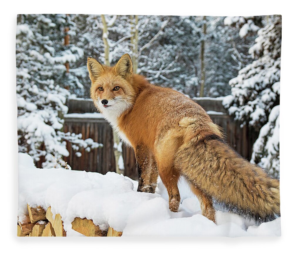 Winter Fleece Blanket featuring the photograph Winter Fox on Woodpile by Mindy Musick King