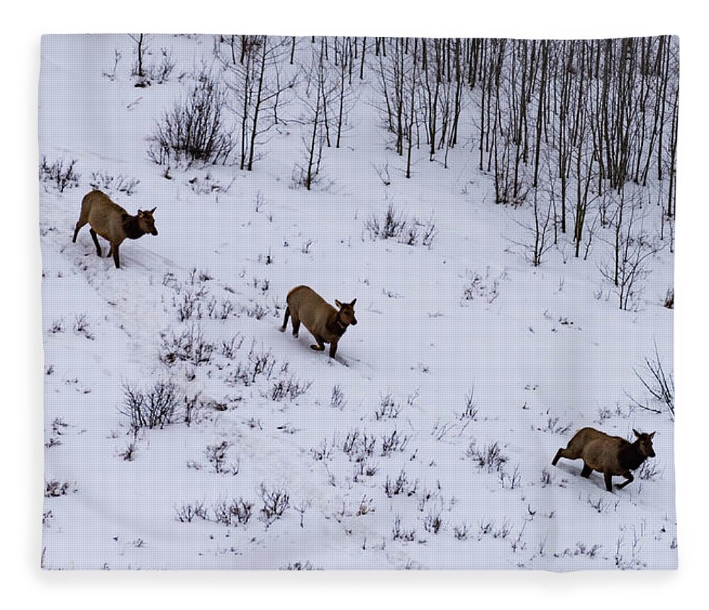 Elk Fleece Blanket featuring the photograph Winter Movement by Jody Partin
