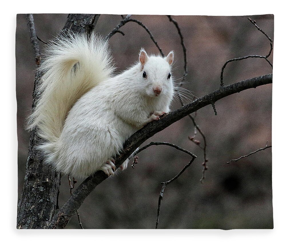 Wildlife Fleece Blanket featuring the photograph Winter Squirrel by William Selander