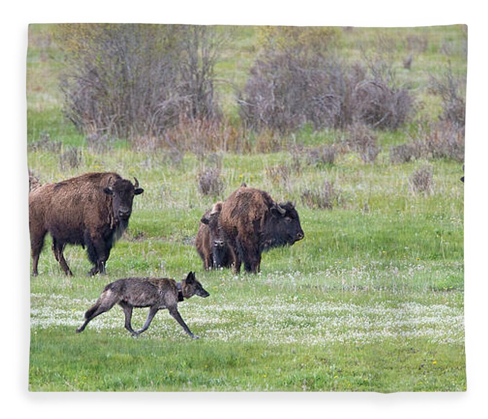 Gray Wolf Fleece Blanket featuring the photograph Wolf 926F and Bison by Max Waugh