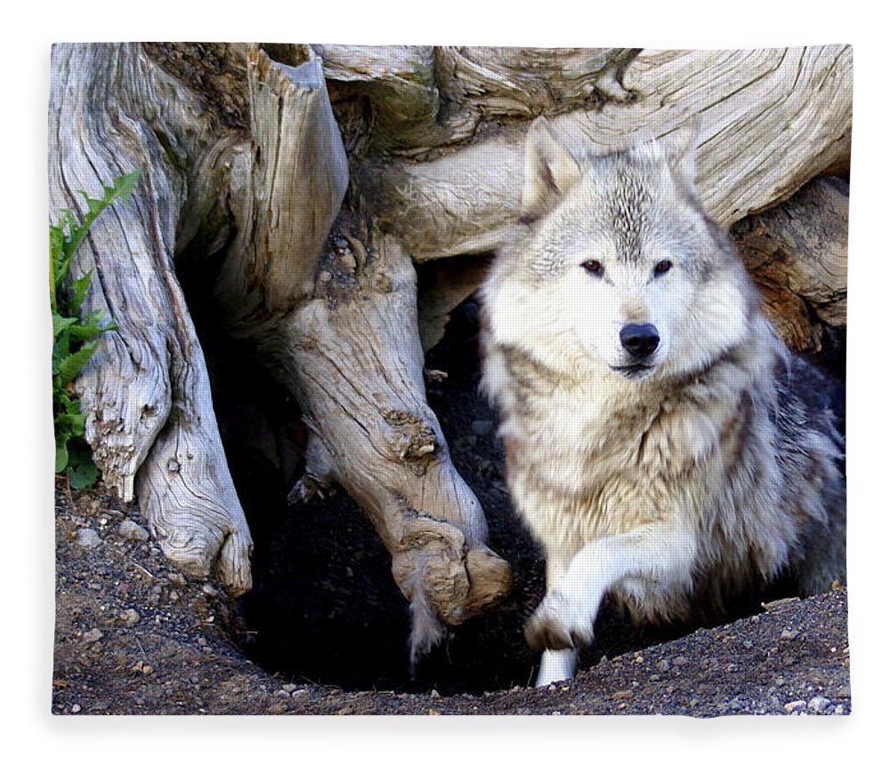 Wolf Fleece Blanket featuring the photograph Wolf Den 1 by Marty Koch