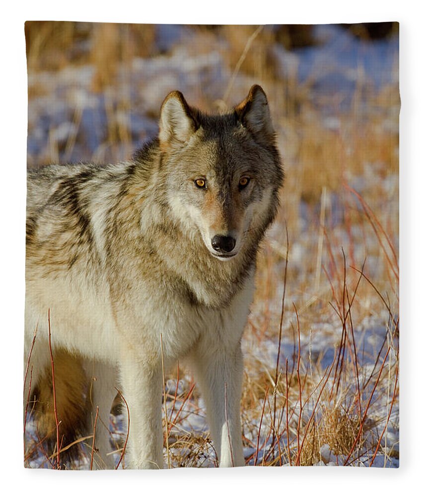 Wolf Fleece Blanket featuring the photograph Wolf by Mark Miller