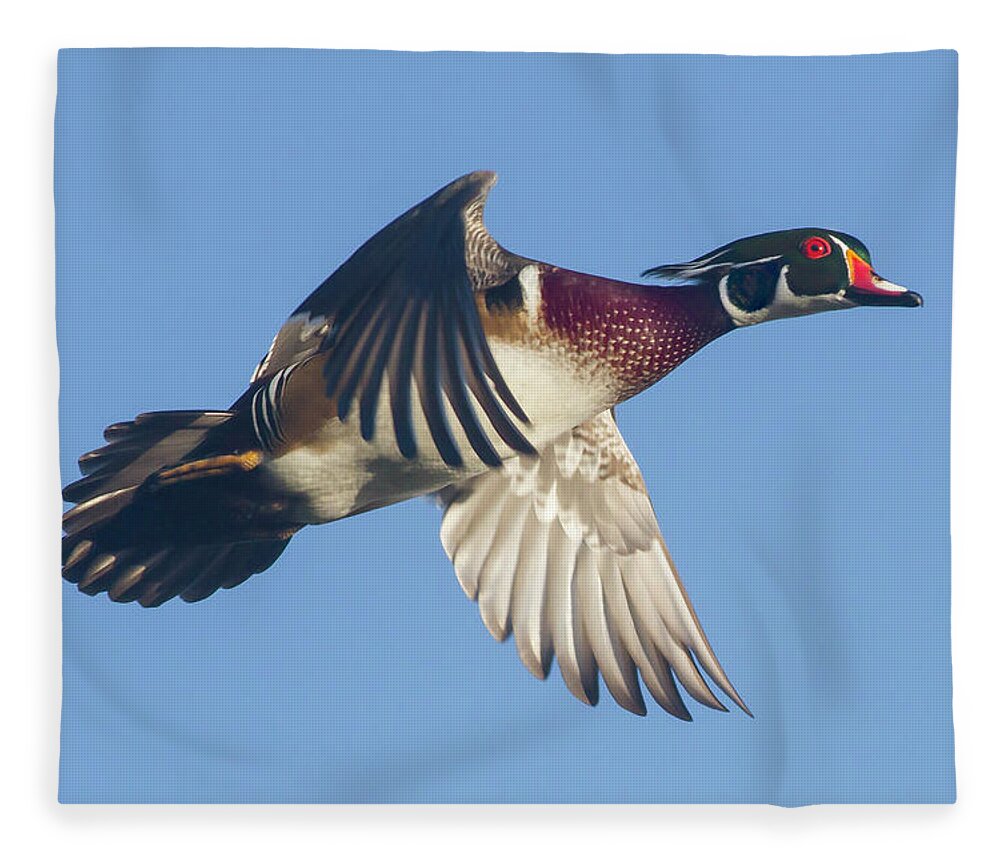 Wood Duck Fleece Blanket featuring the photograph Wood Duck Flying Fast by Mark Miller
