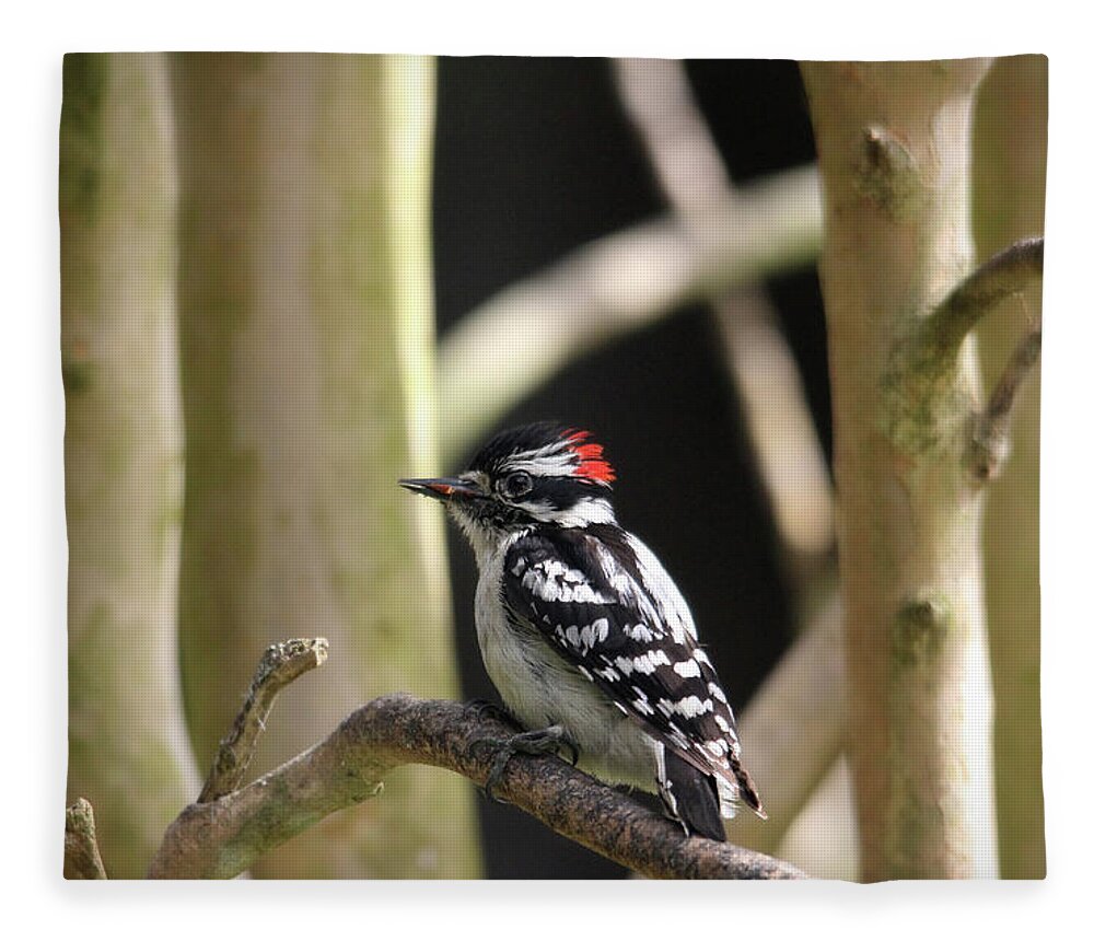 Birds Fleece Blanket featuring the photograph Downy Woodpecker by Trina Ansel