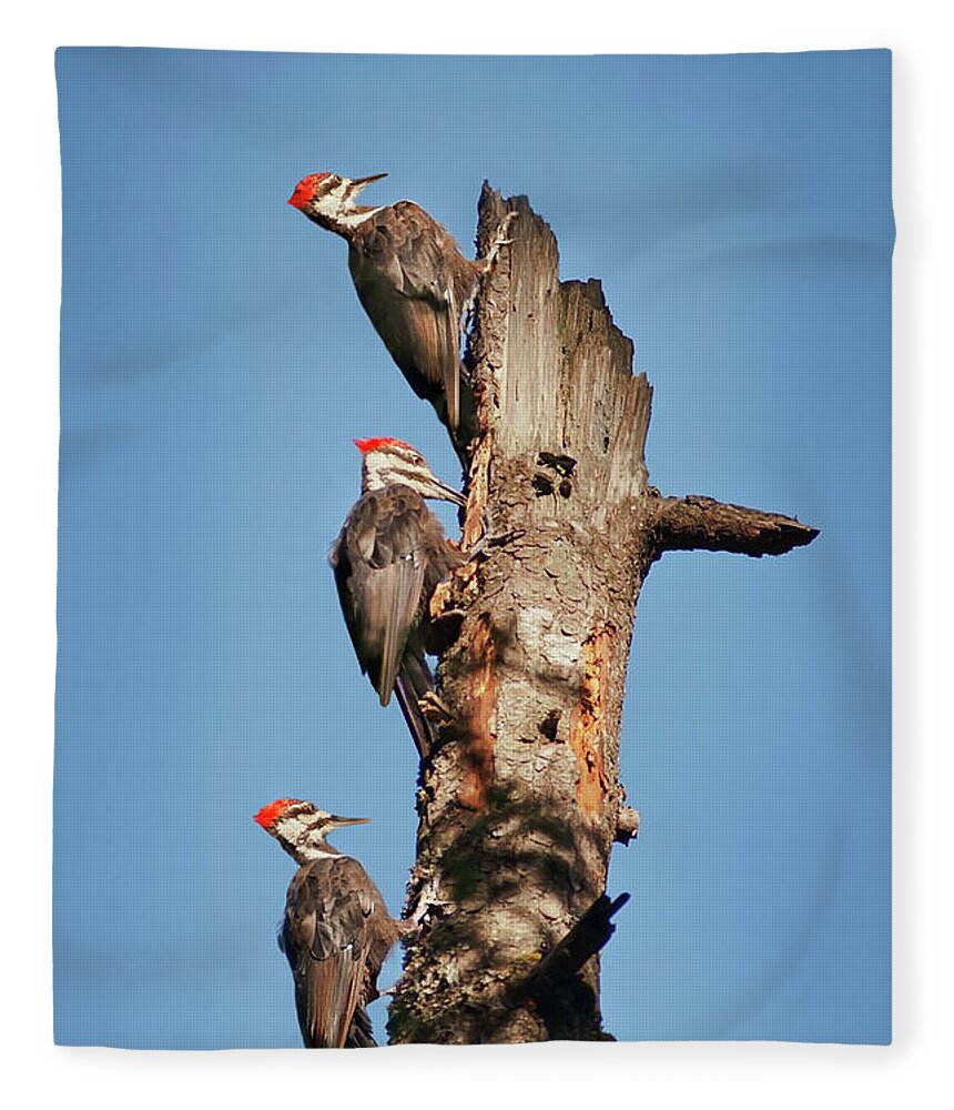 Bird Fleece Blanket featuring the photograph Woodpecker Trio by John Christopher