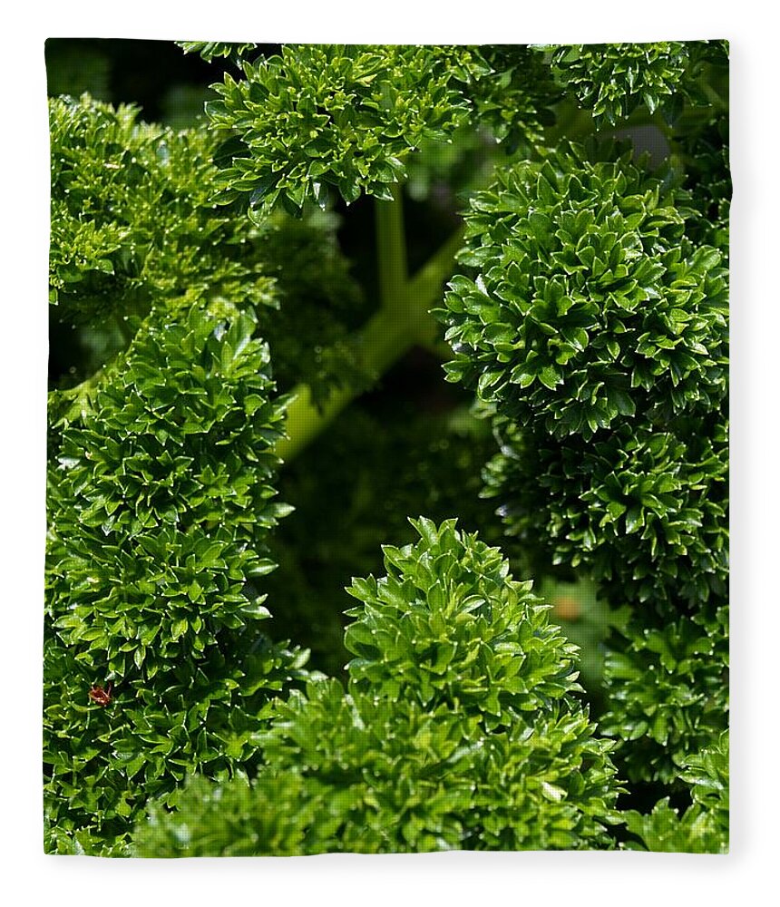 Parsley Fleece Blanket featuring the photograph World Of Parsley by Richard Brookes