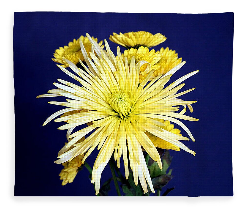Nature Fleece Blanket featuring the photograph Yellow Chrysanthemums on Blue by Sheila Brown