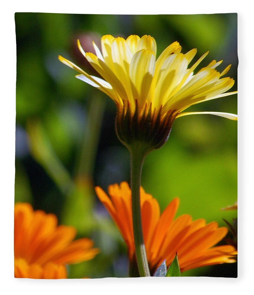 Daisy Fleece Blanket featuring the photograph Yellow Daisy by Amy Fose