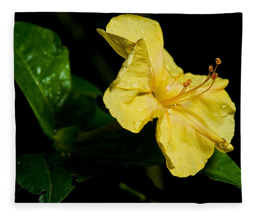 Flower Fleece Blanket featuring the photograph Yellow Four O-Clock by Christopher Holmes
