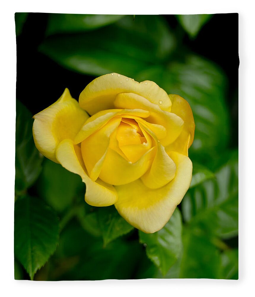 Rose Fleece Blanket featuring the photograph Yellow on green. by Elena Perelman