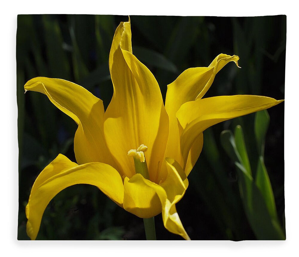 Tulip Fleece Blanket featuring the photograph Yellow Star Tulip by Rona Black
