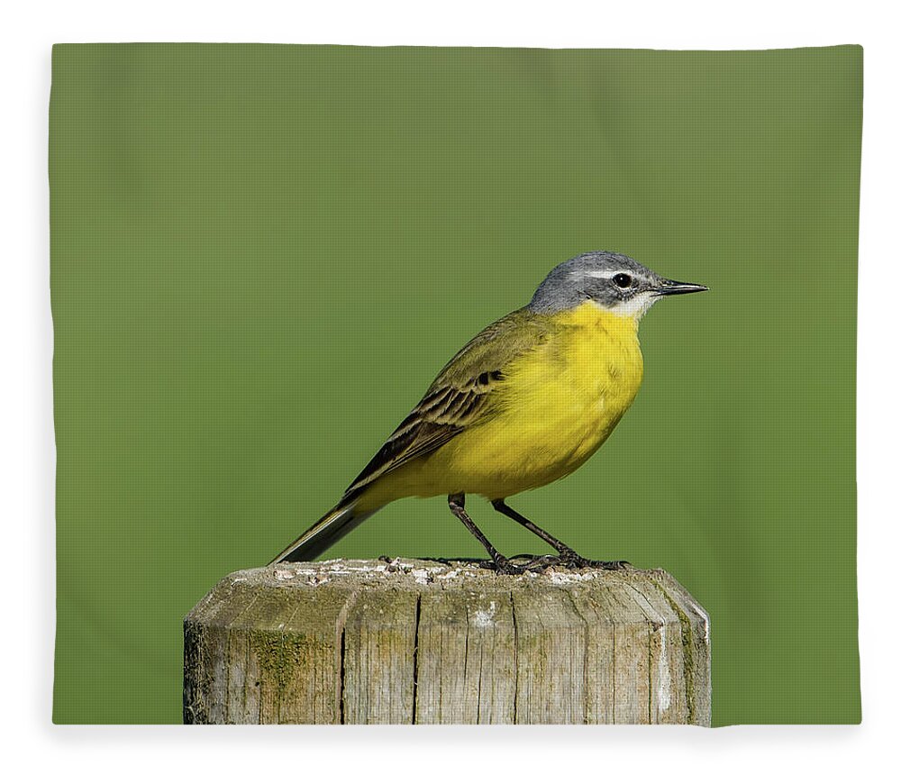 Yellow Wagtail Fleece Blanket featuring the photograph Yellow Wagtail perching on the roundpole a close-up by Torbjorn Swenelius