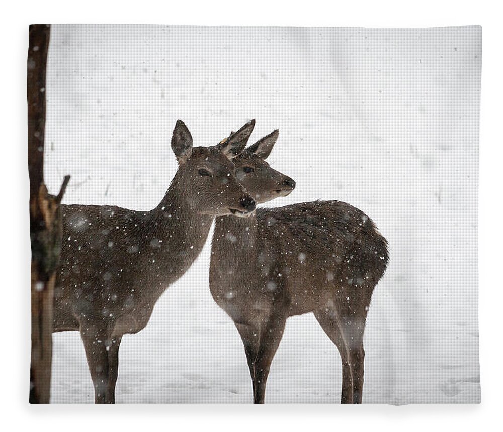 Deer Fleece Blanket featuring the photograph Yep, It's Snowing - Deer In The Snow by Andreas Levi