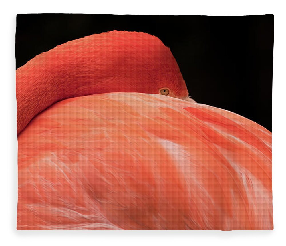 Flamingo Fleece Blanket featuring the photograph You Can Learn A Lot By Watching by Holly Ross
