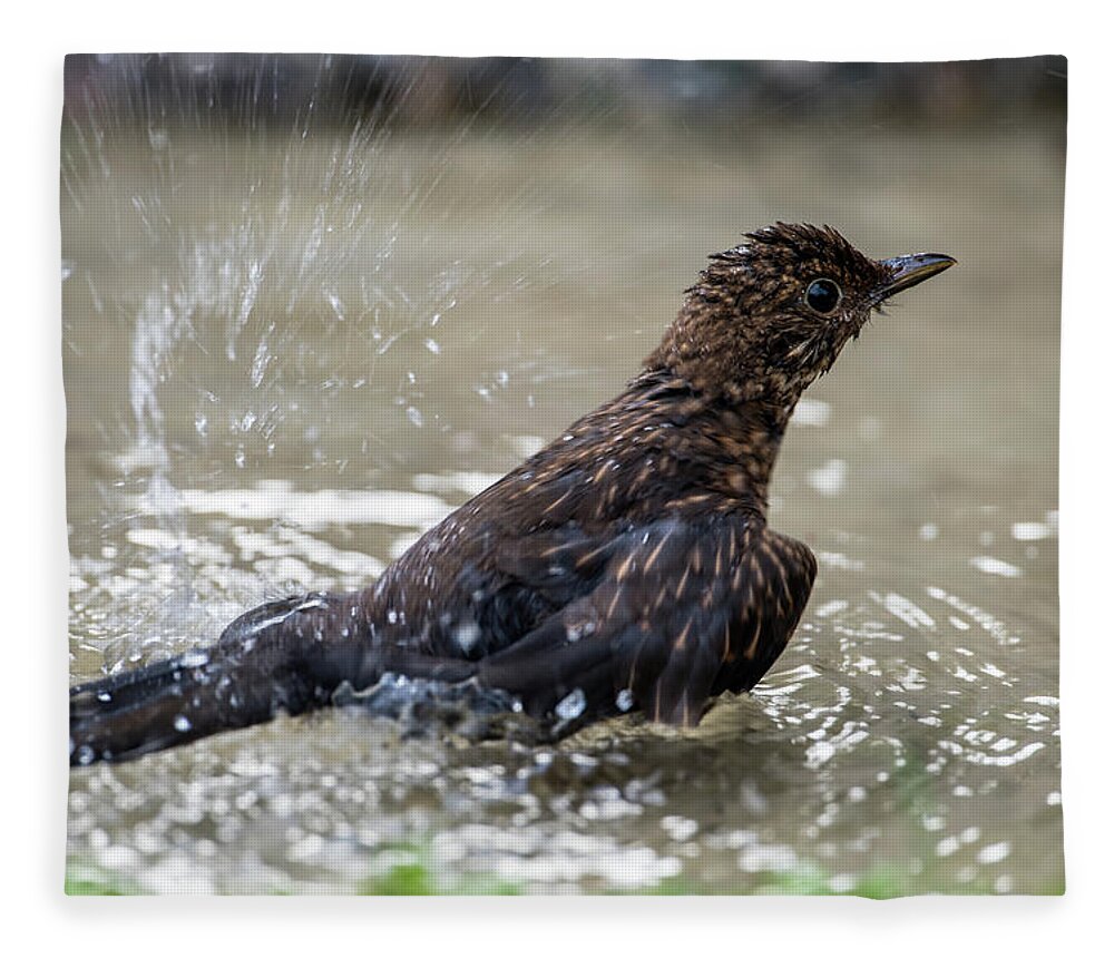 Young Blackbird's Bath Fleece Blanket featuring the photograph Young Blackbird's bath by Torbjorn Swenelius