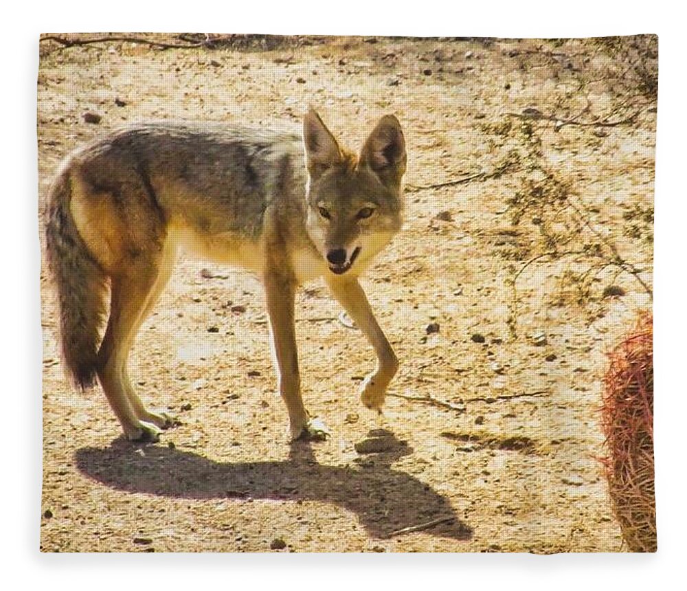 Arizona Fleece Blanket featuring the photograph Young Coyote and Cactus by Judy Kennedy