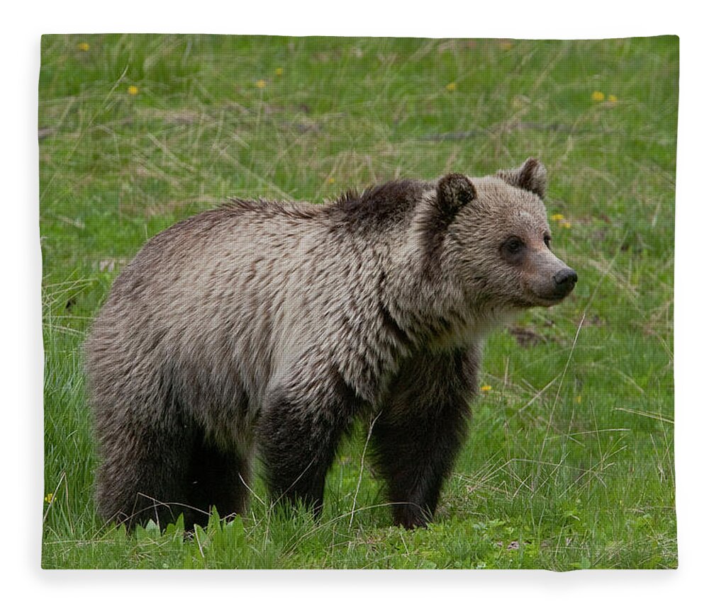 Grizzly Fleece Blanket featuring the photograph Young Grizzly by Mark Miller