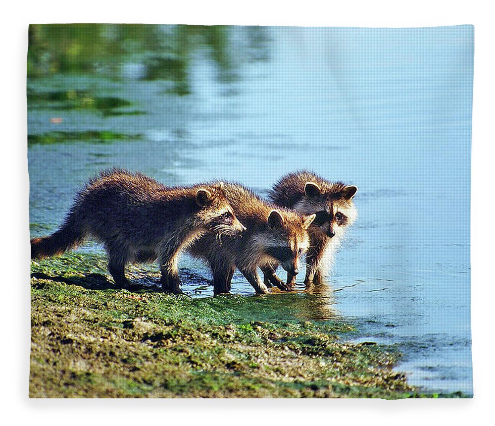 Raccoon Fleece Blanket featuring the photograph Young Raccoons by Ted Keller