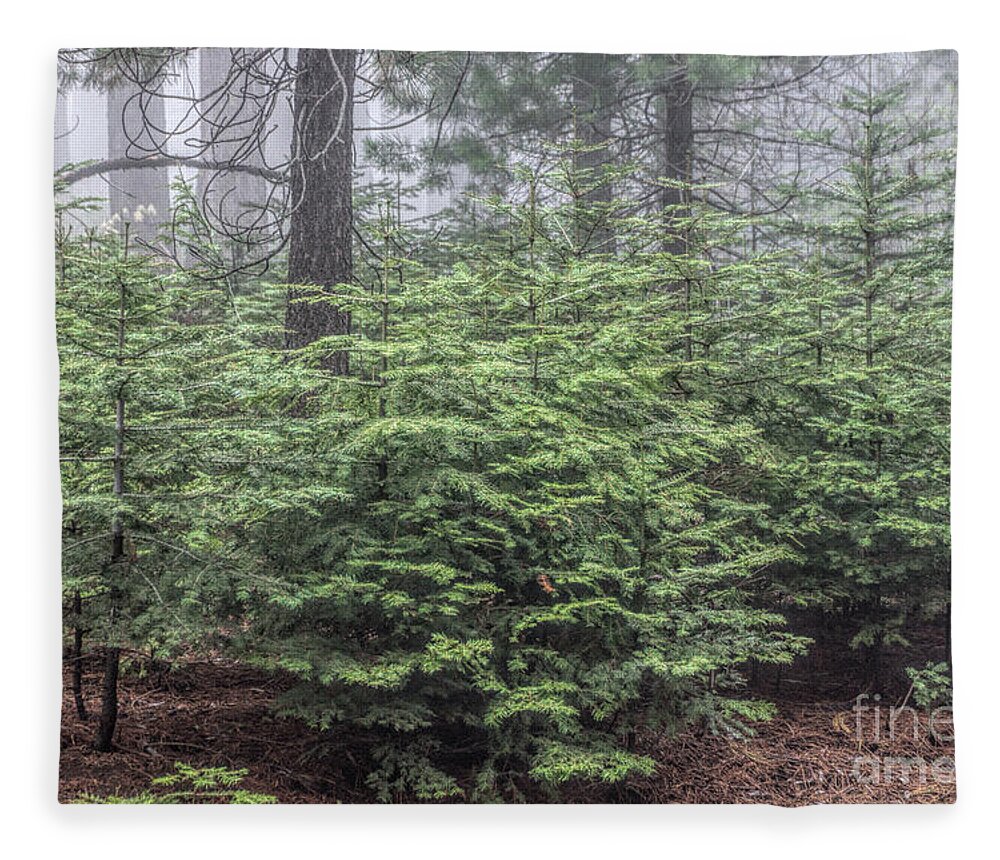 Sequoia National Park Fleece Blanket featuring the photograph Young Sequoias by Peggy Hughes