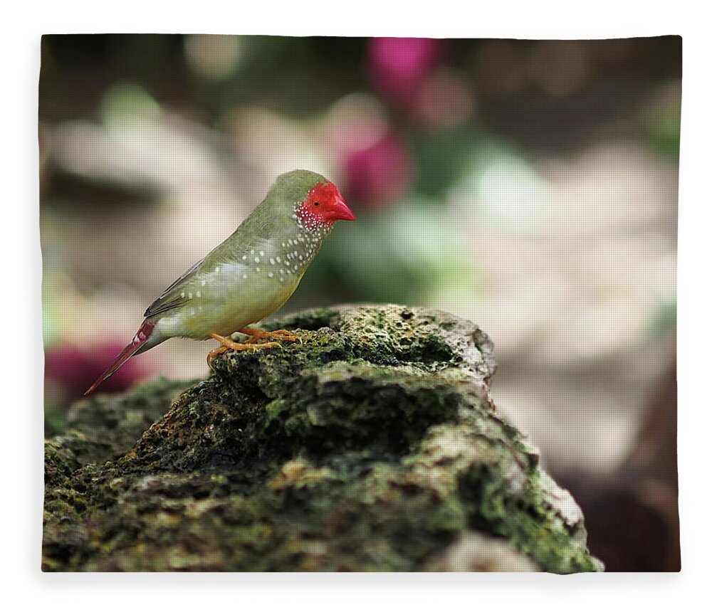 Bird Fleece Blanket featuring the photograph Young Star Finch by Rona Black