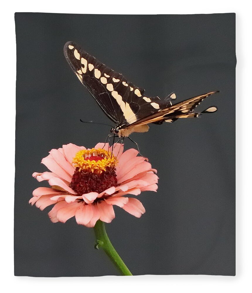 Zinnia Fleece Blanket featuring the photograph Zinnia with Butterfly 2702 by John Moyer