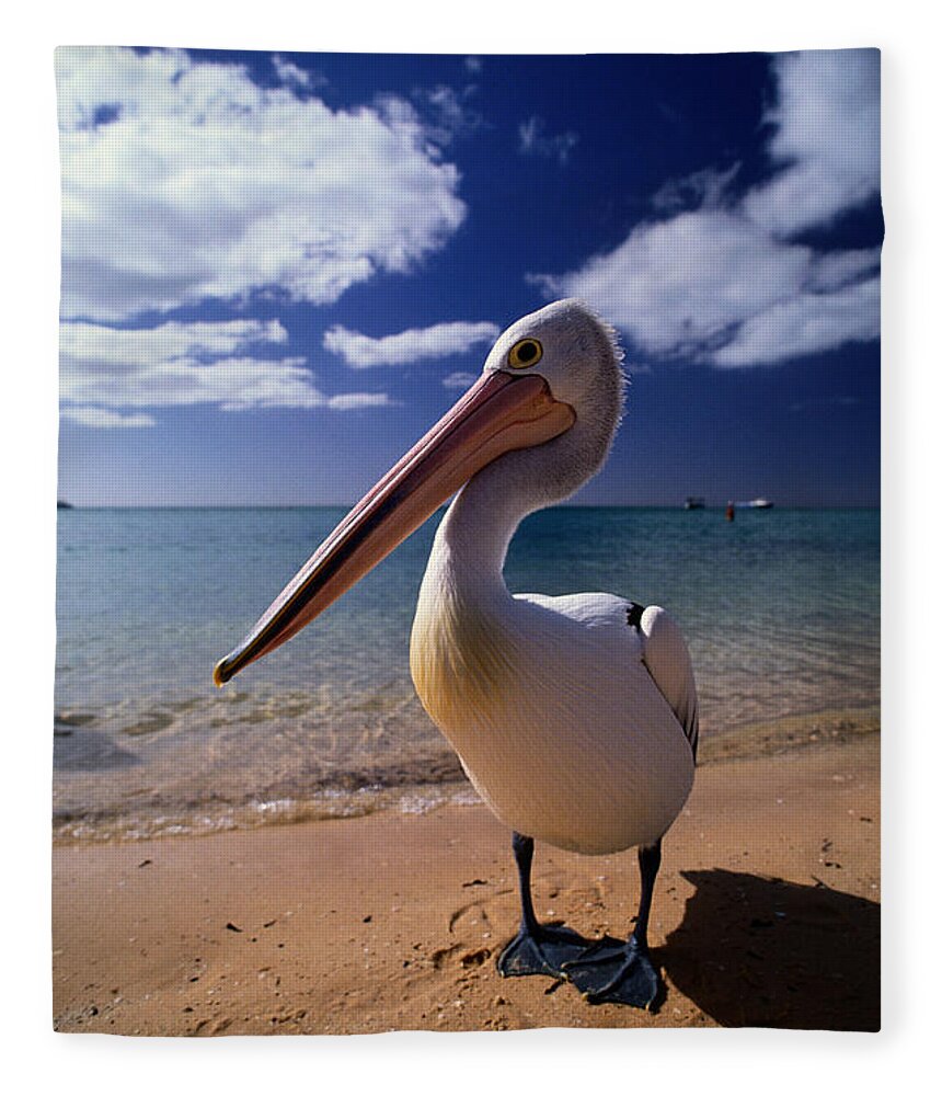 Water's Edge Fleece Blanket featuring the photograph Australian Pelican Pelecanus by Art Wolfe