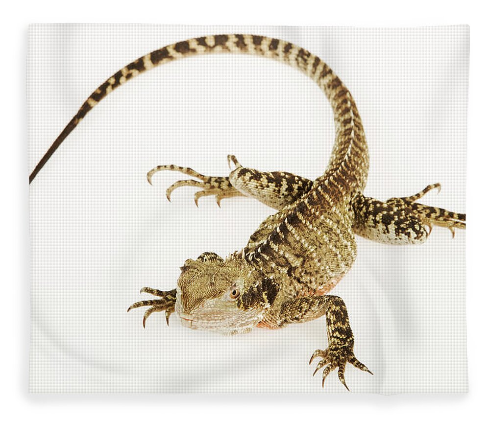 White Background Fleece Blanket featuring the photograph Australian Water Dragon Physignathus #1 by Martin Harvey