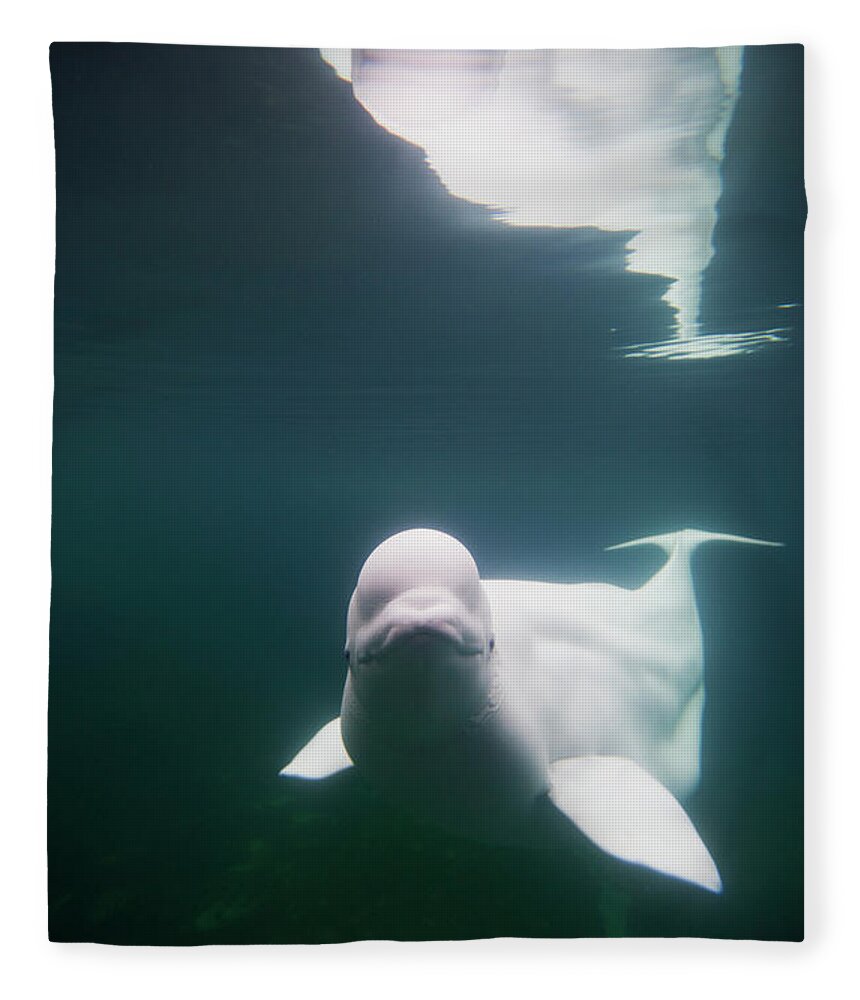 Underwater Fleece Blanket featuring the photograph Beluga Whale #1 by Paul Souders