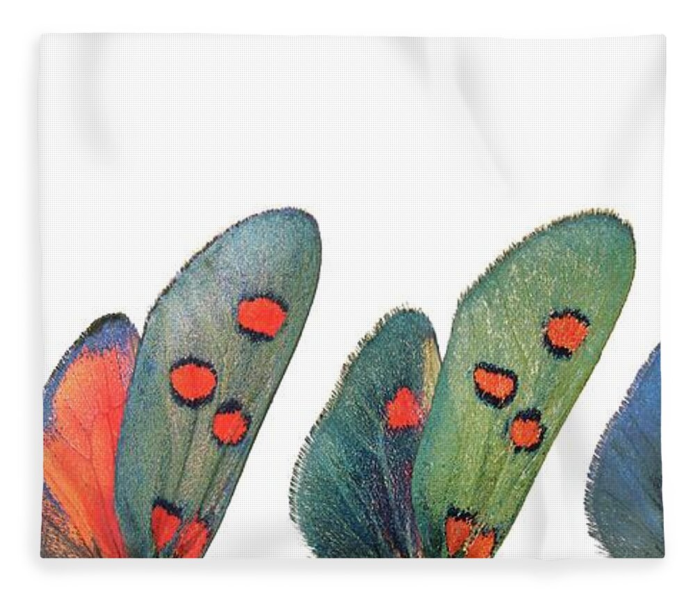 Specimen Fleece Blanket featuring the photograph Burnet moth wings by Martinez Clavel