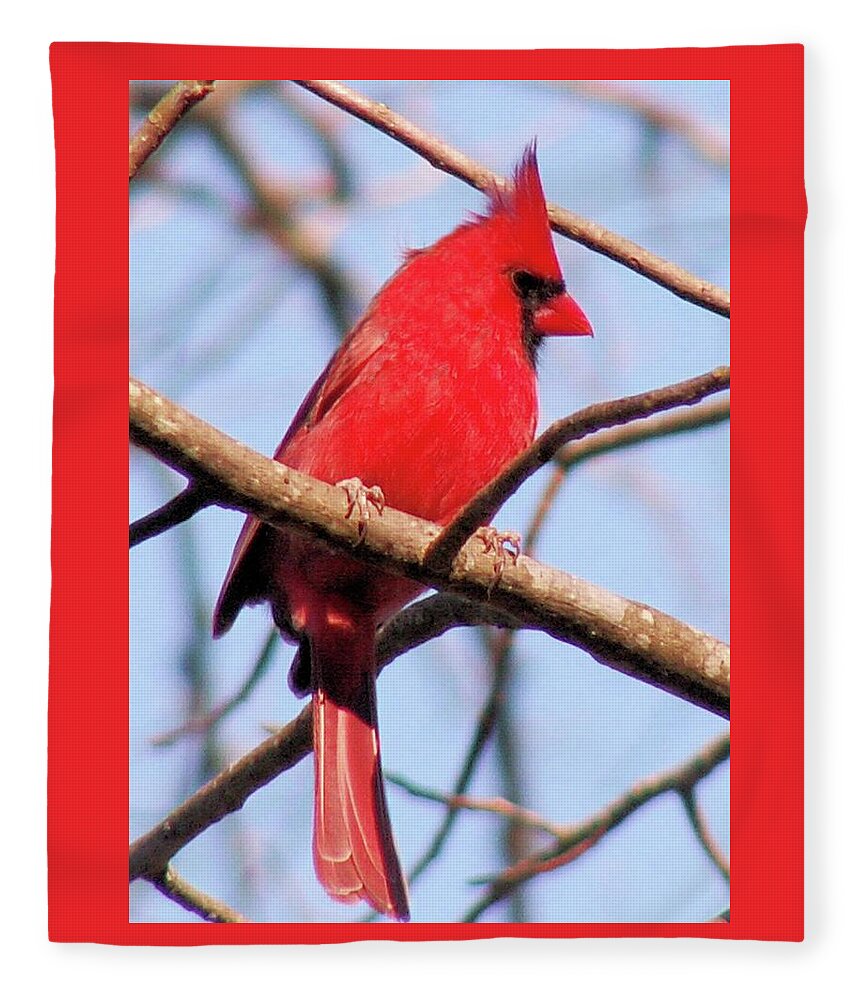 Birds Fleece Blanket featuring the photograph Cardinal in Winter by Karen Stansberry
