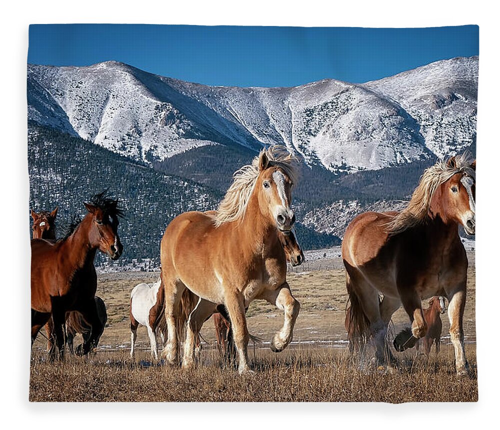 Horse Fleece Blanket featuring the photograph Colorado Horses #1 by David Soldano