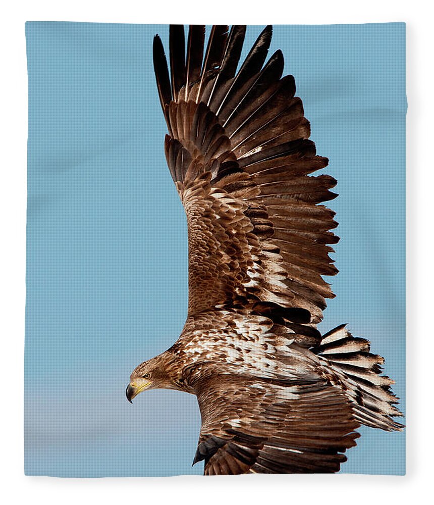 Hokkaido Fleece Blanket featuring the photograph Common Buzzard In Flight, Hokkaido #1 by Mint Images/ Art Wolfe