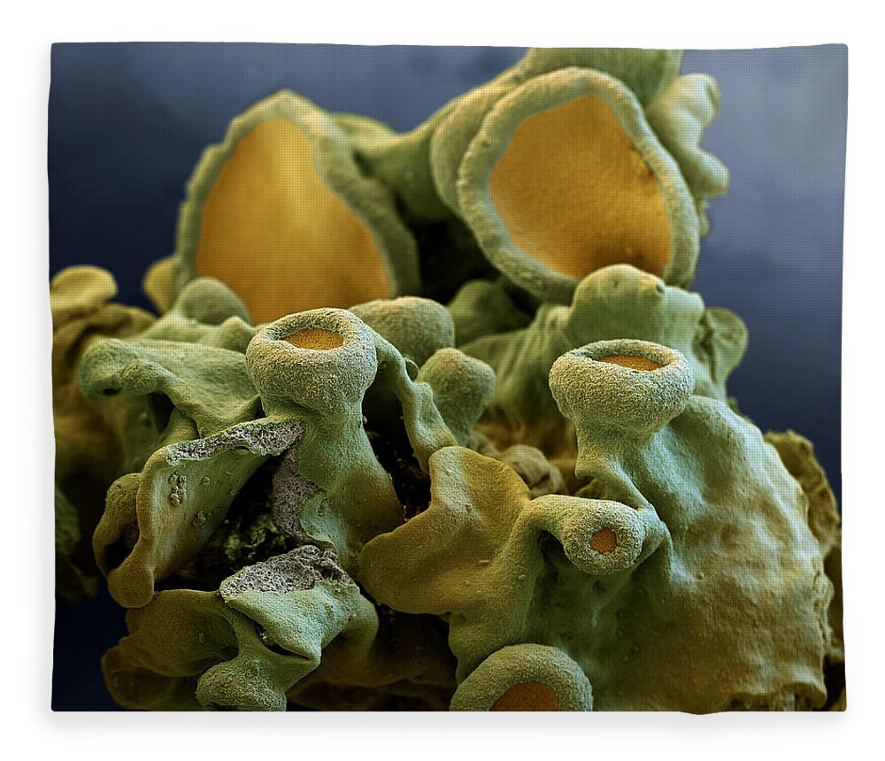 Algae Fleece Blanket featuring the photograph Common Orange Lichen by Meckes/ottawa