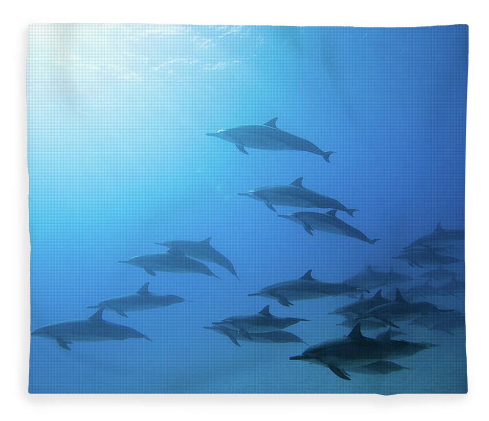 Underwater Fleece Blanket featuring the photograph Dolphins #1 by M Swiet Productions