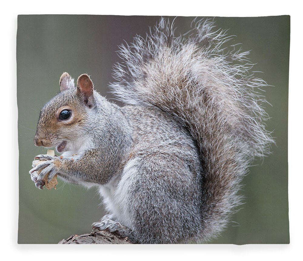 Eastern Grey Squirrel Fleece Blanket featuring the photograph Eastern grey Squirrel #1 by Diane Giurco