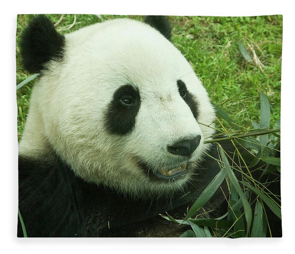 Panda Fleece Blanket featuring the photograph Giant Panda And Bamboo #1 by Lingbeek