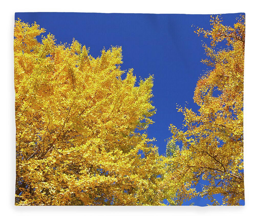 Ginkgo Tree Fleece Blanket featuring the photograph Gingko Tree In Autumn, Tokyo #1 by Wada Tetsuo/a.collectionrf