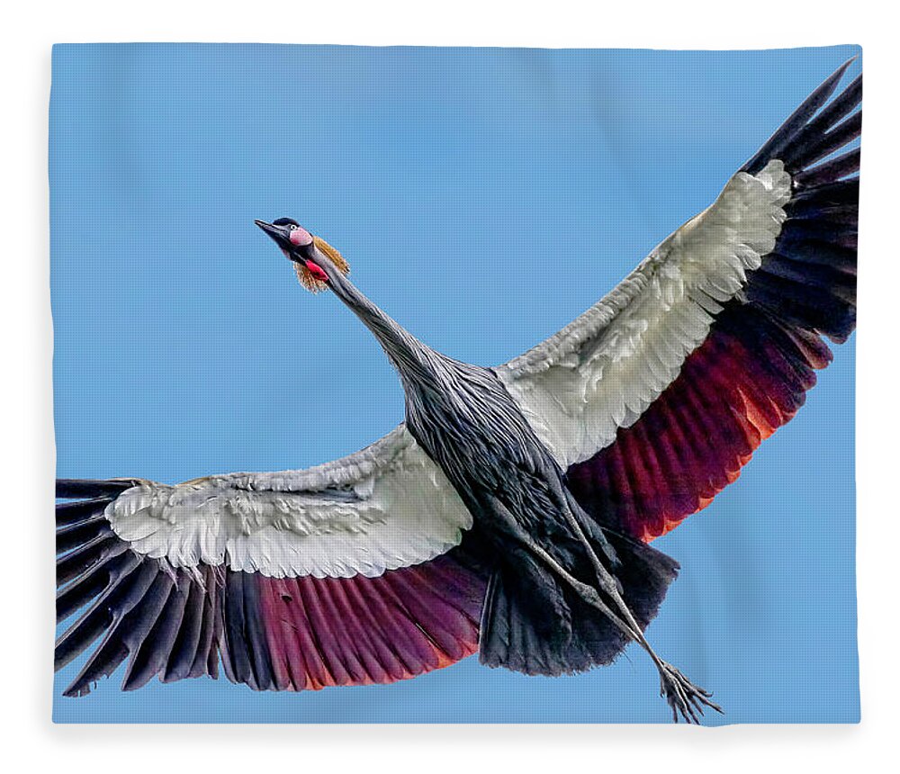 Wildlife Fleece Blanket featuring the photograph Grey Crowned Crane 2 by Nadia Sanowar