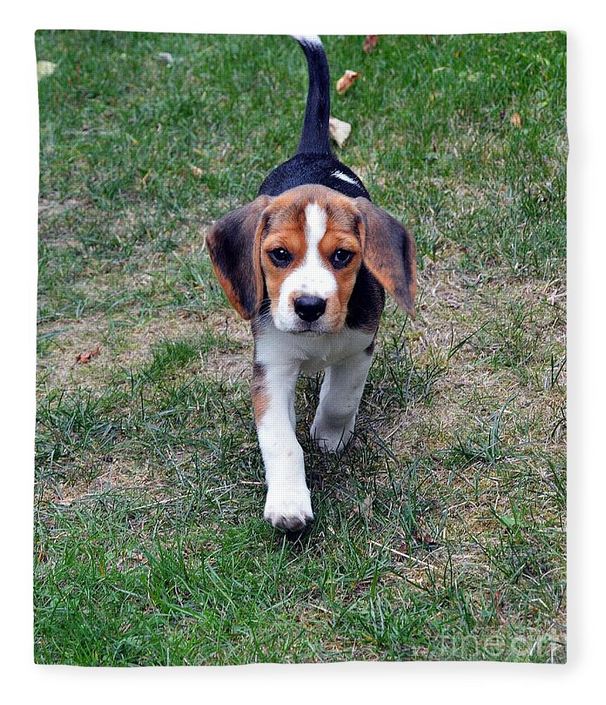 Beagle Puppy Fleece Blanket featuring the photograph Hermine The Beagle by Thomas Schroeder