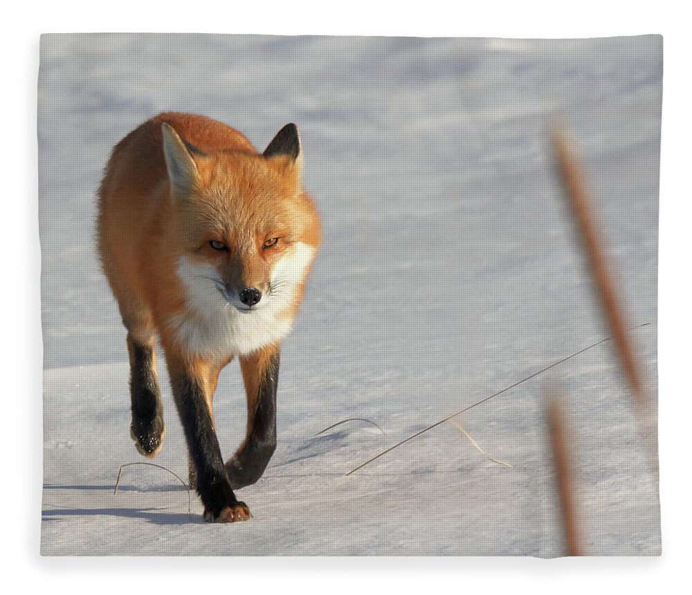 Fox Fleece Blanket featuring the photograph Just Passing Through by Susan Rissi Tregoning