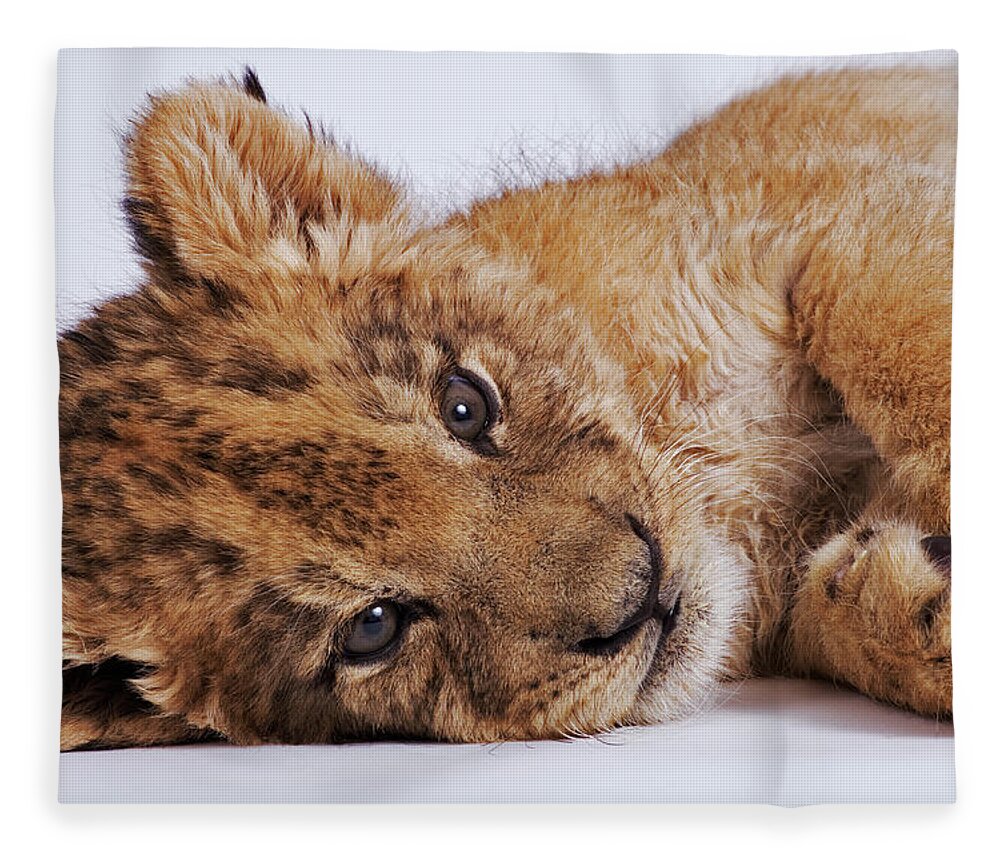 White Background Fleece Blanket featuring the photograph Lion Cub Panthera Leo Lying On Side #1 by Martin Harvey